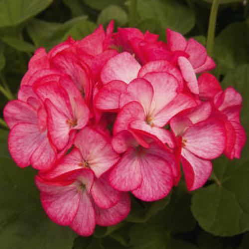 Семена цветов Syngenta Пеларгония Pinto Premium Rose Bicolor 250 шт. (BN01662-2)