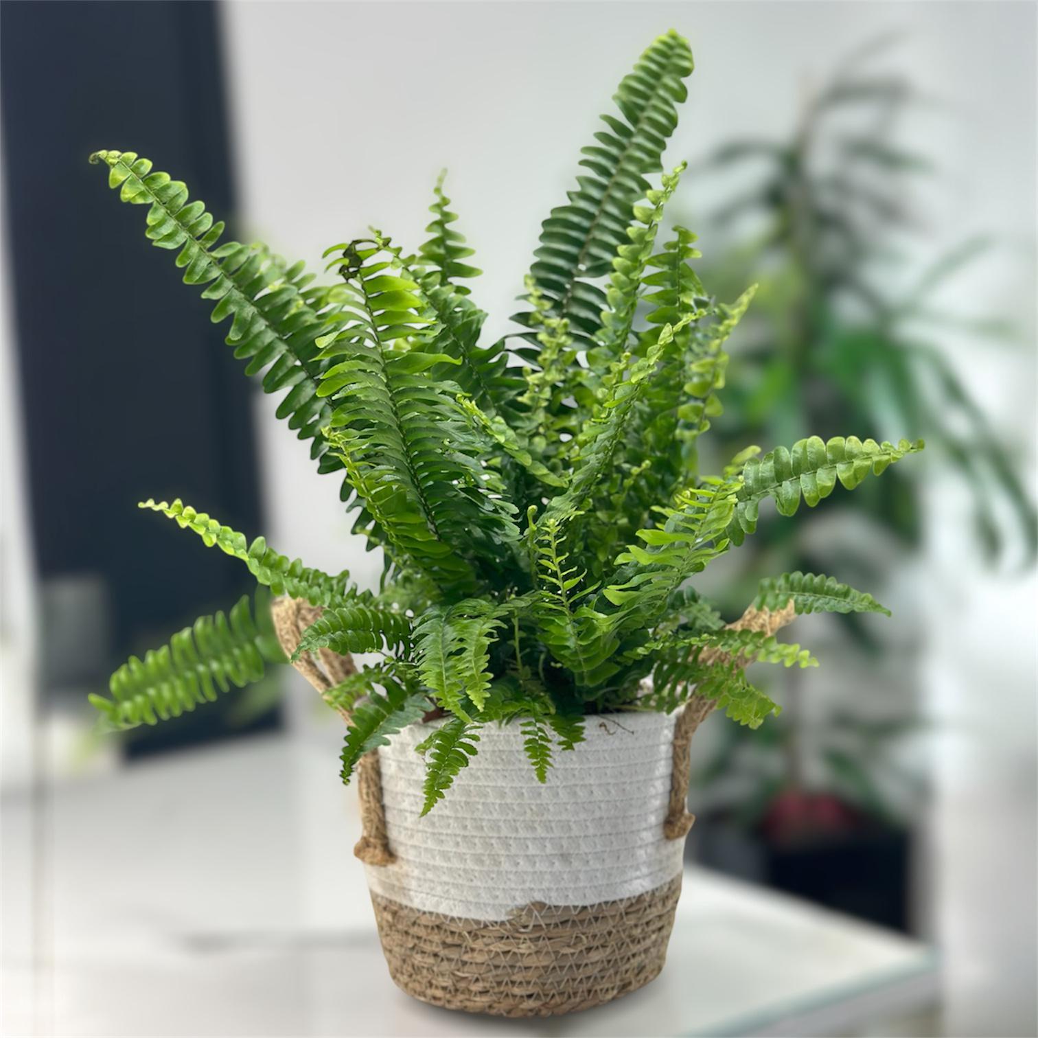 Папороть Нефролепис h 40 см (29889397)