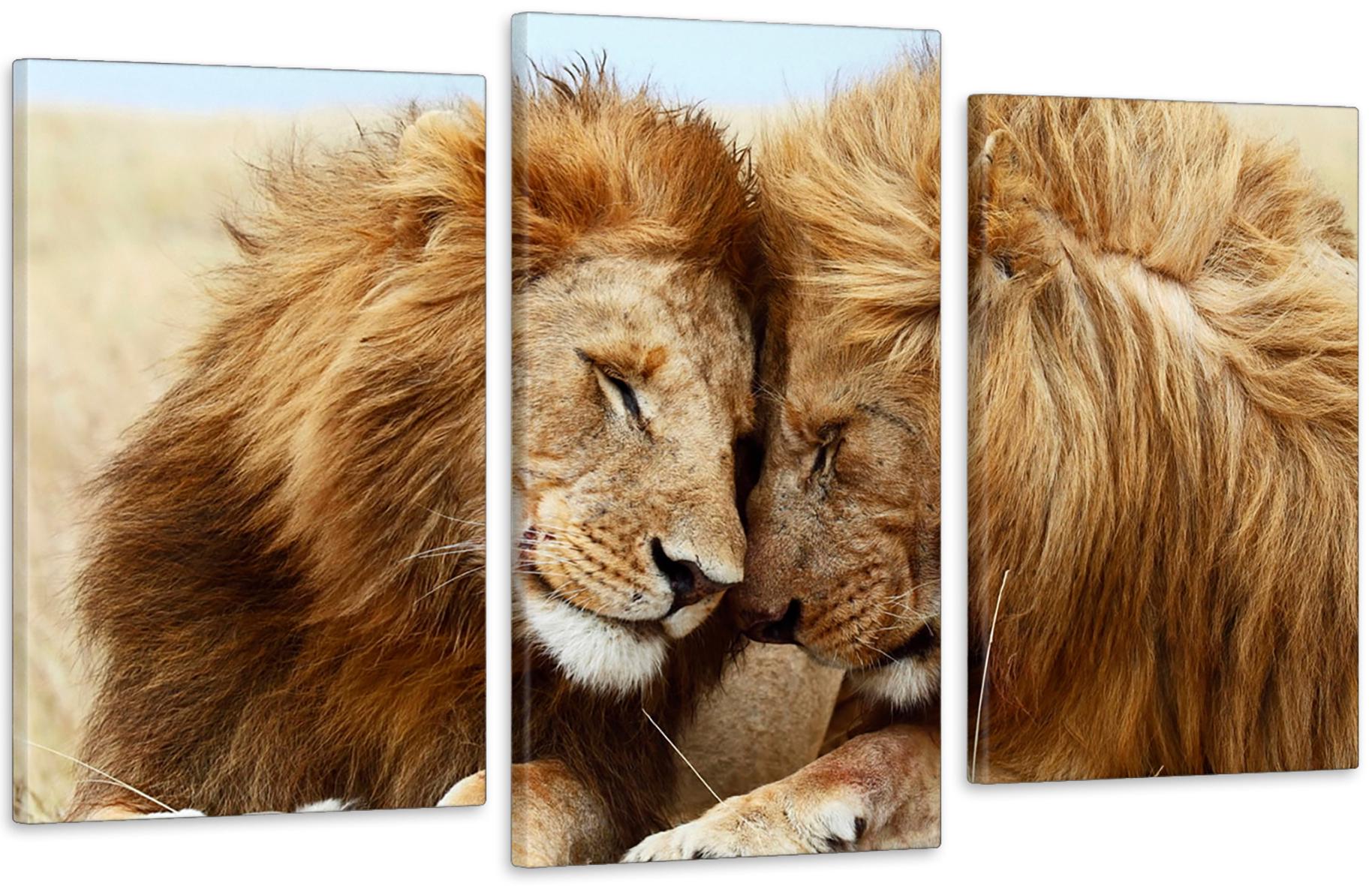 Картина модульная в гостиную/спальню Влюбленные Львы 53х100 см (Art-565_3)