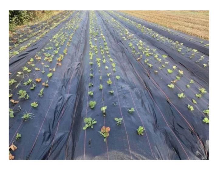 Агроткань Premium-Agro 100 г/кв. м 1,05 м Черный (27817512) - фото 5