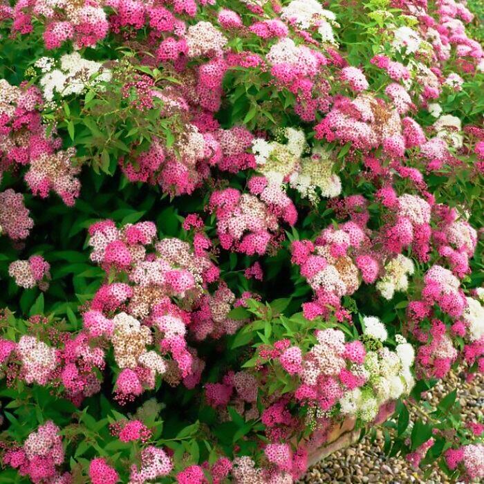 Саджанець спіреї японської Широбана Spiraea japonica Genpei Shirobana Р9 (769034386) Саджанець спіреї японської Широбана Spiraea japonica Genpei Shirobana Р9 (769034386)