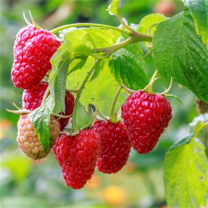 Саженец малины ремонтантной Primalba крупноплодная (1542664184)