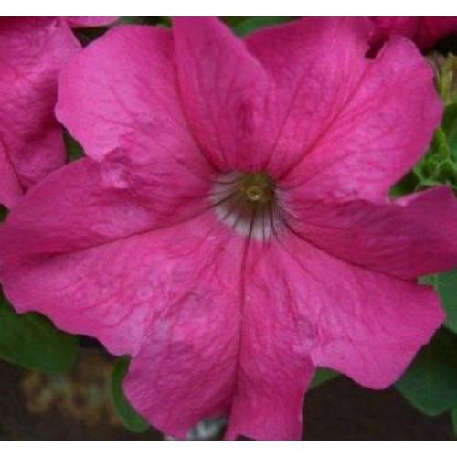 Семена цветов Hem Genetics Петуния крупноцветковая Limbo GP Rose 1000 шт. (BN09376)