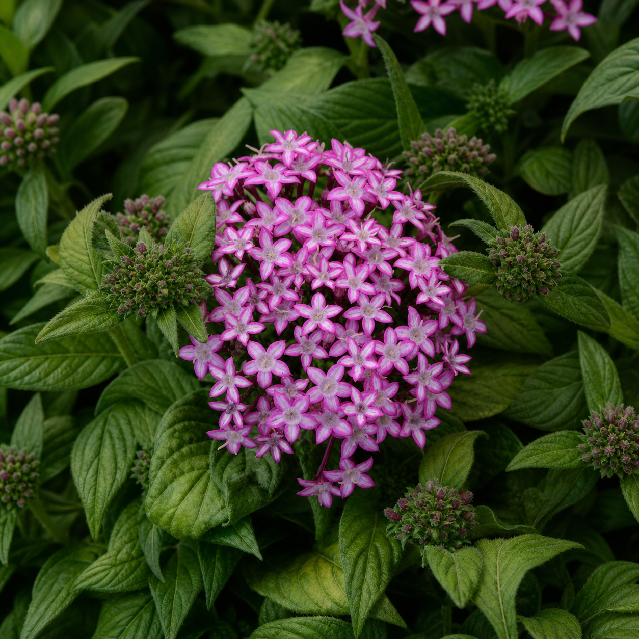 Семена цветов PanAmerican Пентас ланцетный GLITTERATI PURPLE STAR 25 шт. (BN08361-2)