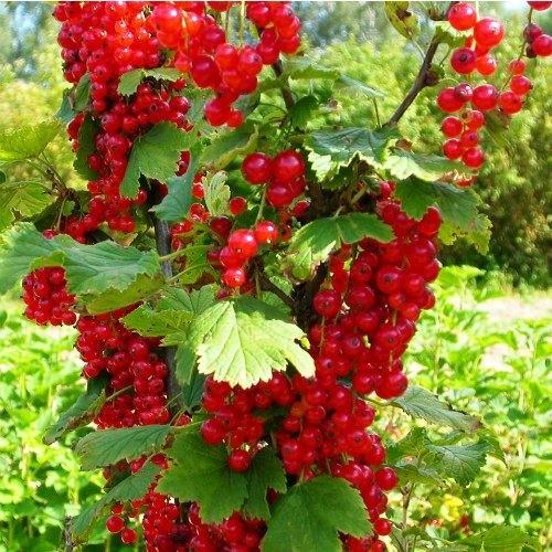 Саджанець порічки Рондом (2084693509)