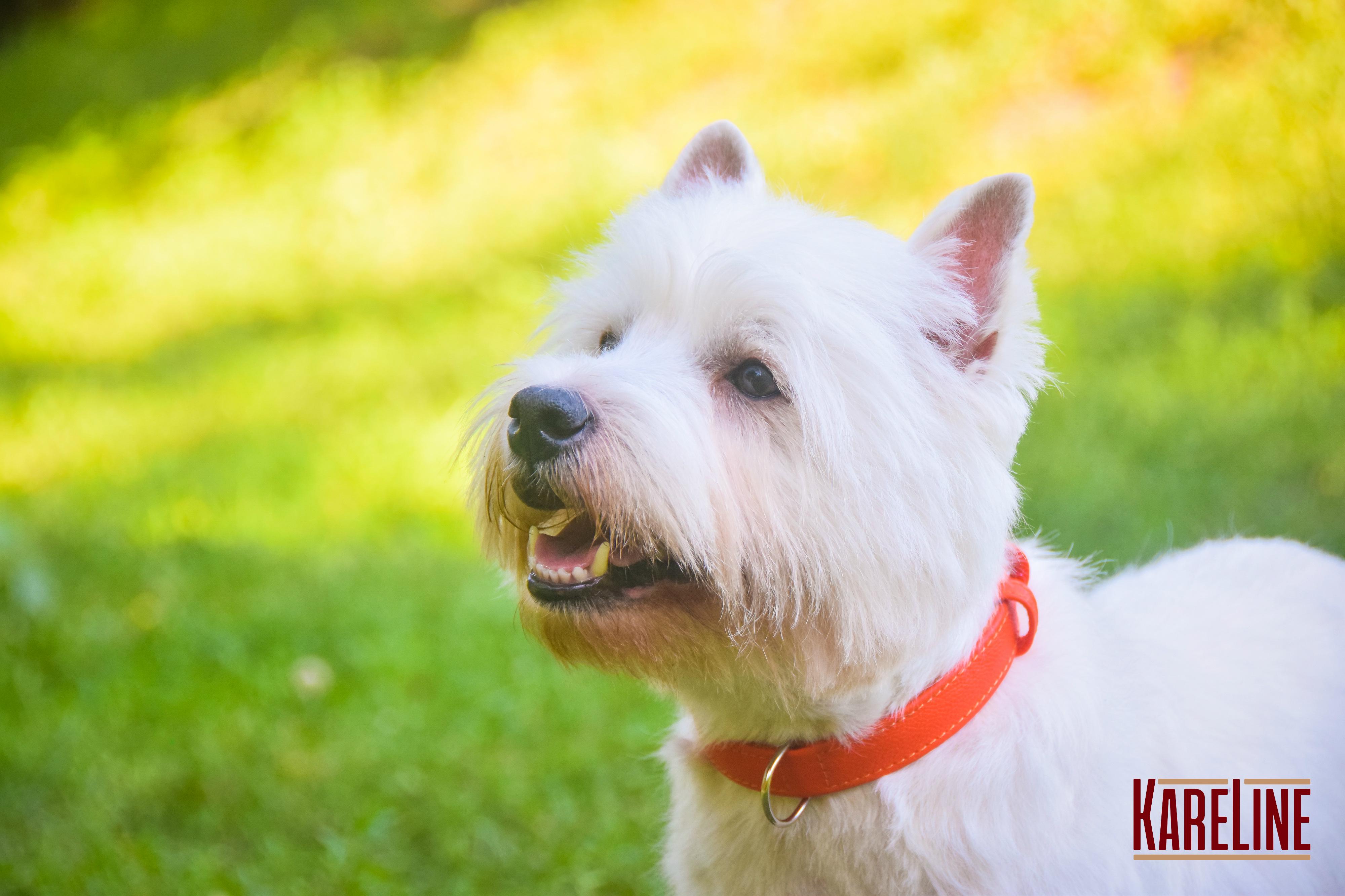 Ошейник KareLine из натуральной кожи 16 мм 260-310 мм Красный (8021/6) - фото 2 Ошейник KareLine из натуральной кожи 16 мм 260-310 мм Красный (8021/6) - фото 2