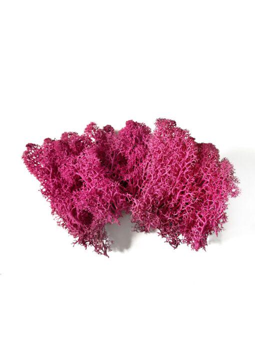 Мох ягель стабілізований 15 гр. Рожевий - фото 3 Мох ягель стабілізований 15 гр. Рожевий - фото 3