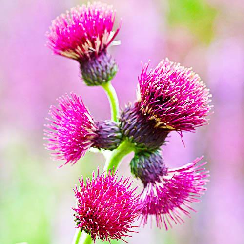 Бодяк Florium ручейный Atropurpureum (18472)