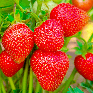 Саженец клубники Kama ранняя (1418016789)