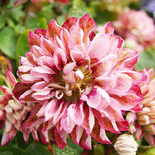Клематис Pink Passion Florium
