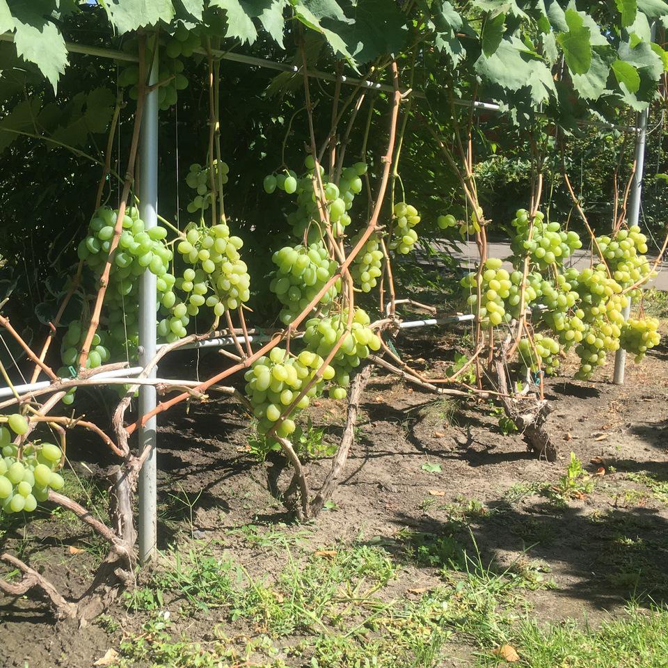 Опора для рослин шпалера садова 2300х6000 мм d 28 мм/d 12 мм (ШС-D28/D12-2300*6000) - фото 9