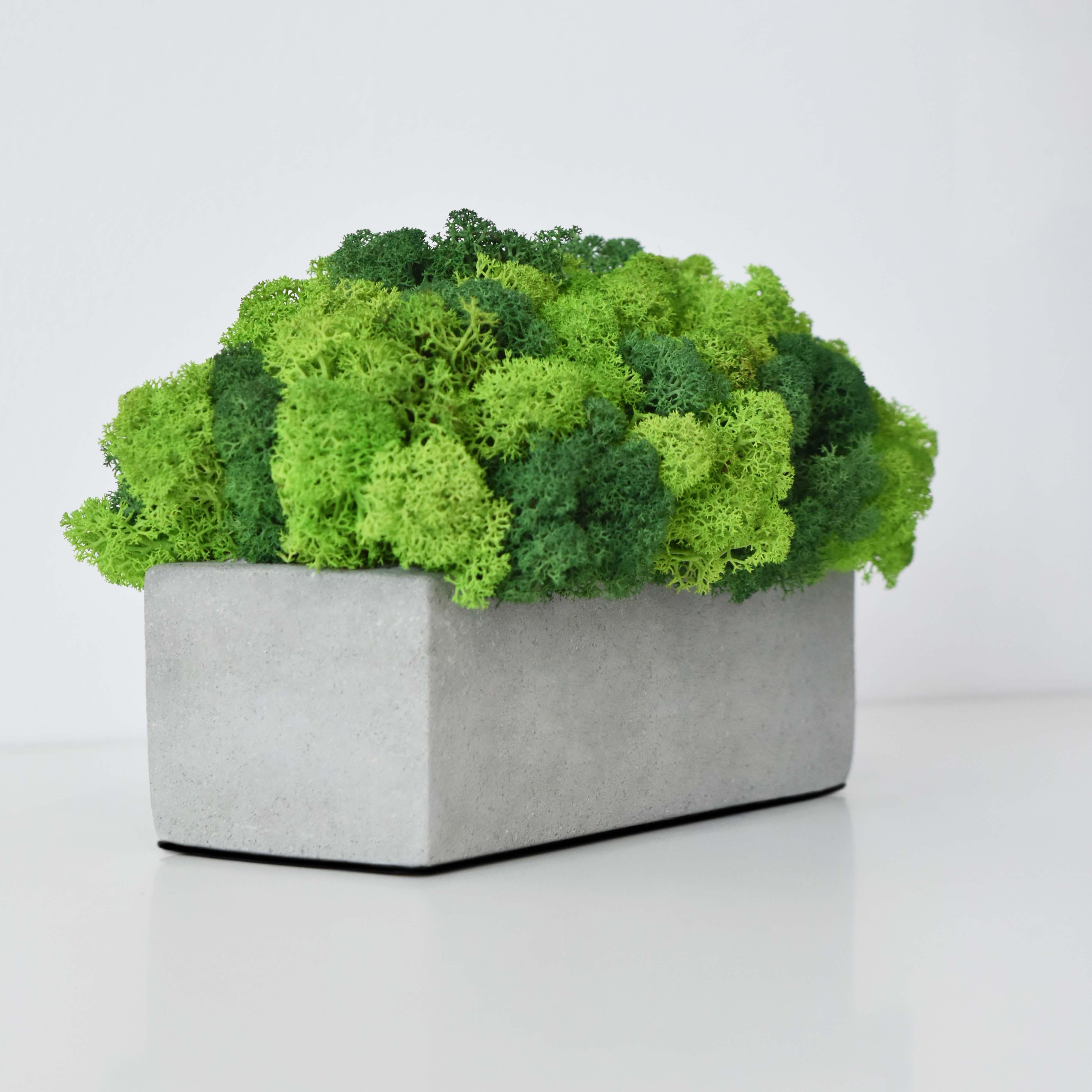 Кашпо Mega со стабилизированным мхом Зеленый/Серый/Салатовый (14056620)