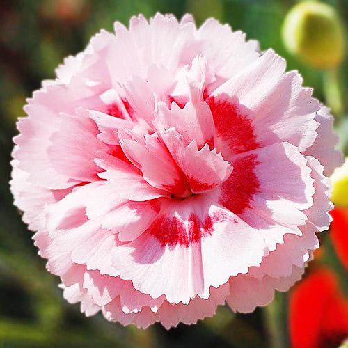 Гвоздика Florium Doris (3933) - фото 3