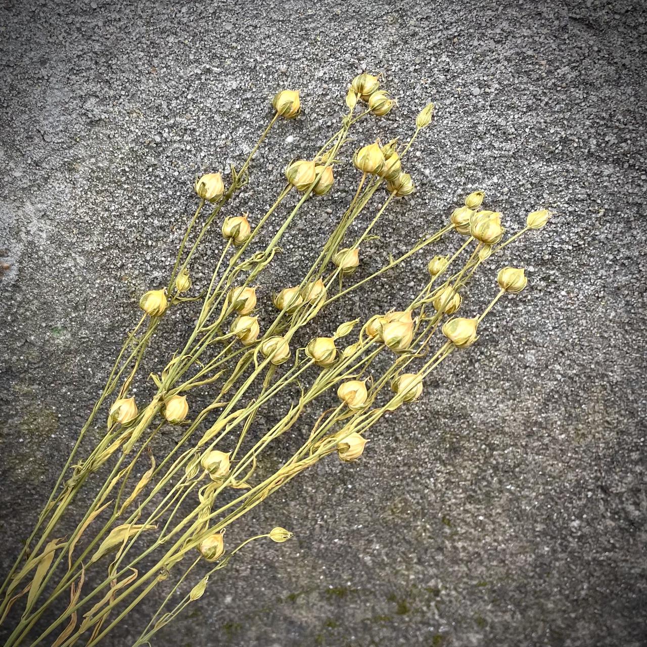 Отборные стебли льна сухоцветы натуральные 100 шт. (2298330152) - фото 2 Отборные стебли льна сухоцветы натуральные 100 шт. (2298330152) - фото 2