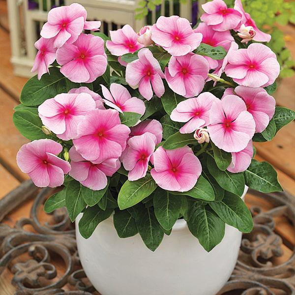 Семена Катарантус SunStorm Blush ТД Гекса-Украина 02-01-567 100 шт. (IR003132)