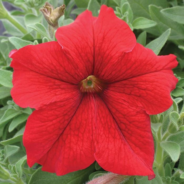 Семена цветов GL Seeds Петуния F1 Призм Ред 10 шт. (GL-1207)