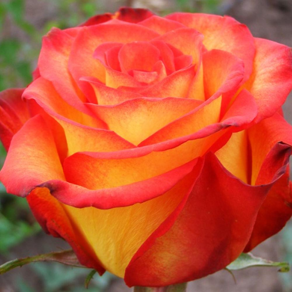 Саджанець чайно гібридних троянд Хай Меджік (14965548)