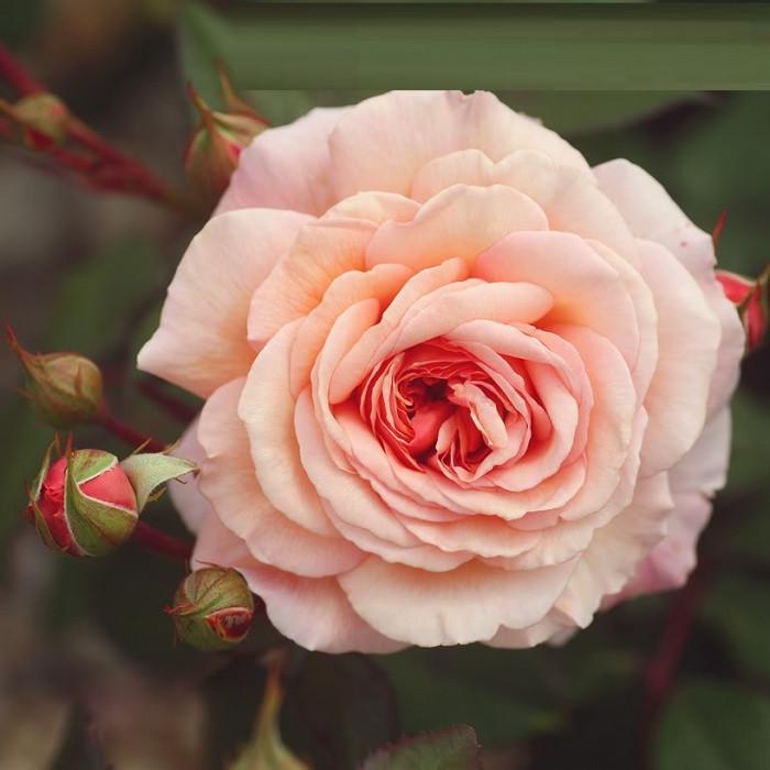 Роза английская Velet A Shropshire Lad в контейнере (2669429389) Роза английская Velet A Shropshire Lad в контейнере (2669429389)
