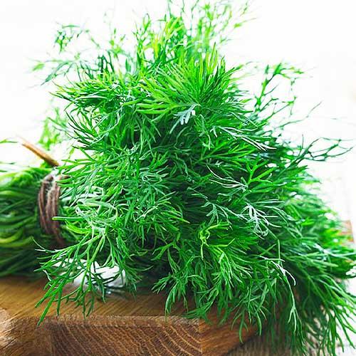 Семена Кріп Florium Супердукат (15885)