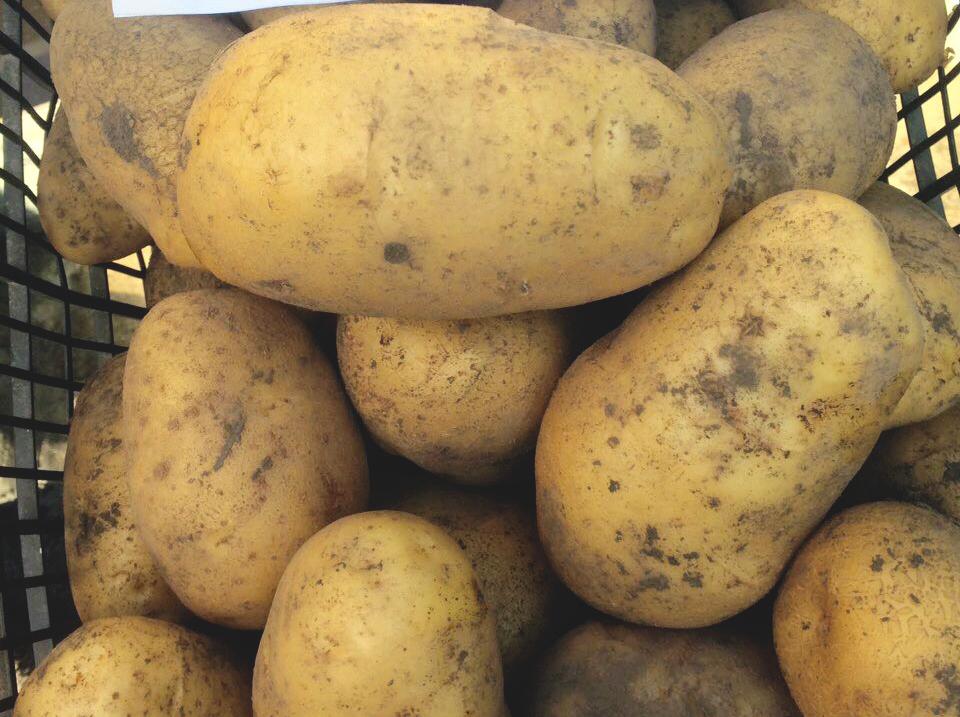 Картопля Отолія 1 кг (38283500)