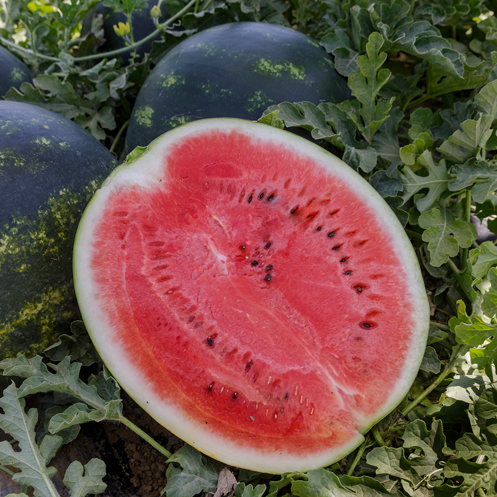 Семена Cultiva Арбуз Лузитана F1 5 шт (jkl2) - фото 2 Семена Cultiva Арбуз Лузитана F1 5 шт (jkl2) - фото 2