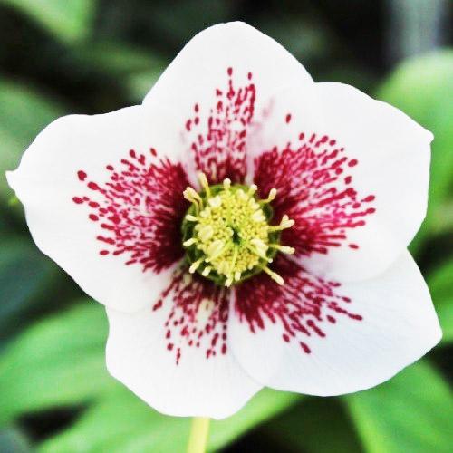 Морозник Florium White Spotted (3049)
