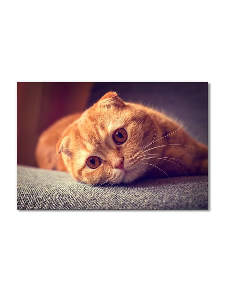 Картина модульная Рыжий котик скоттиш-фолд 1 модуль 50x75 см