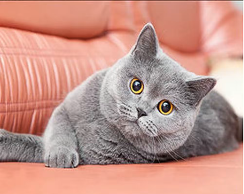 Алмазная мозаика Strateg Британская кошка 30х40 см (HEG86888)