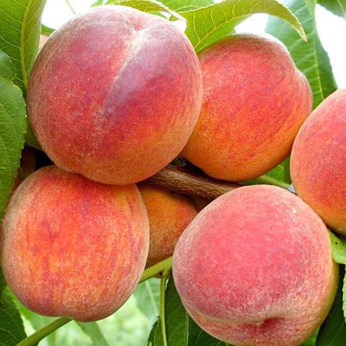 Саджанець персика Київськиого Ранній сорт (2075853672)