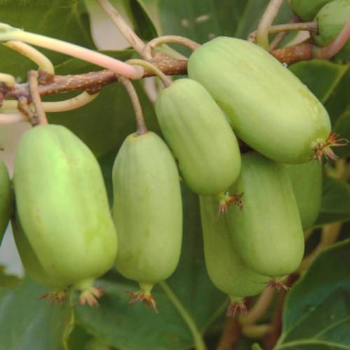 Саджанець актинідії Jumbo жіночий сорт морозостійка Р9 (741752375) Саджанець актинідії Jumbo жіночий сорт морозостійка Р9 (741752375)