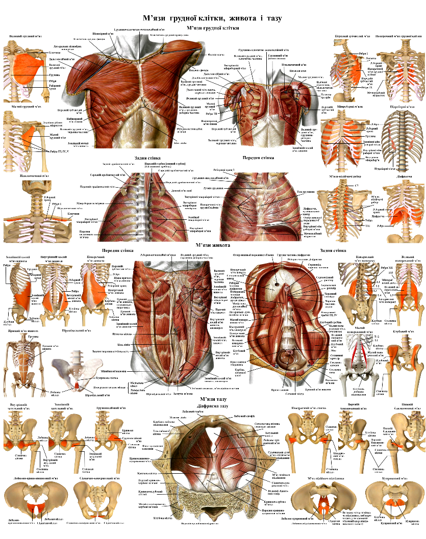 Плакат м'язів анатомічний грудної клітки та живота 50х64,5 см