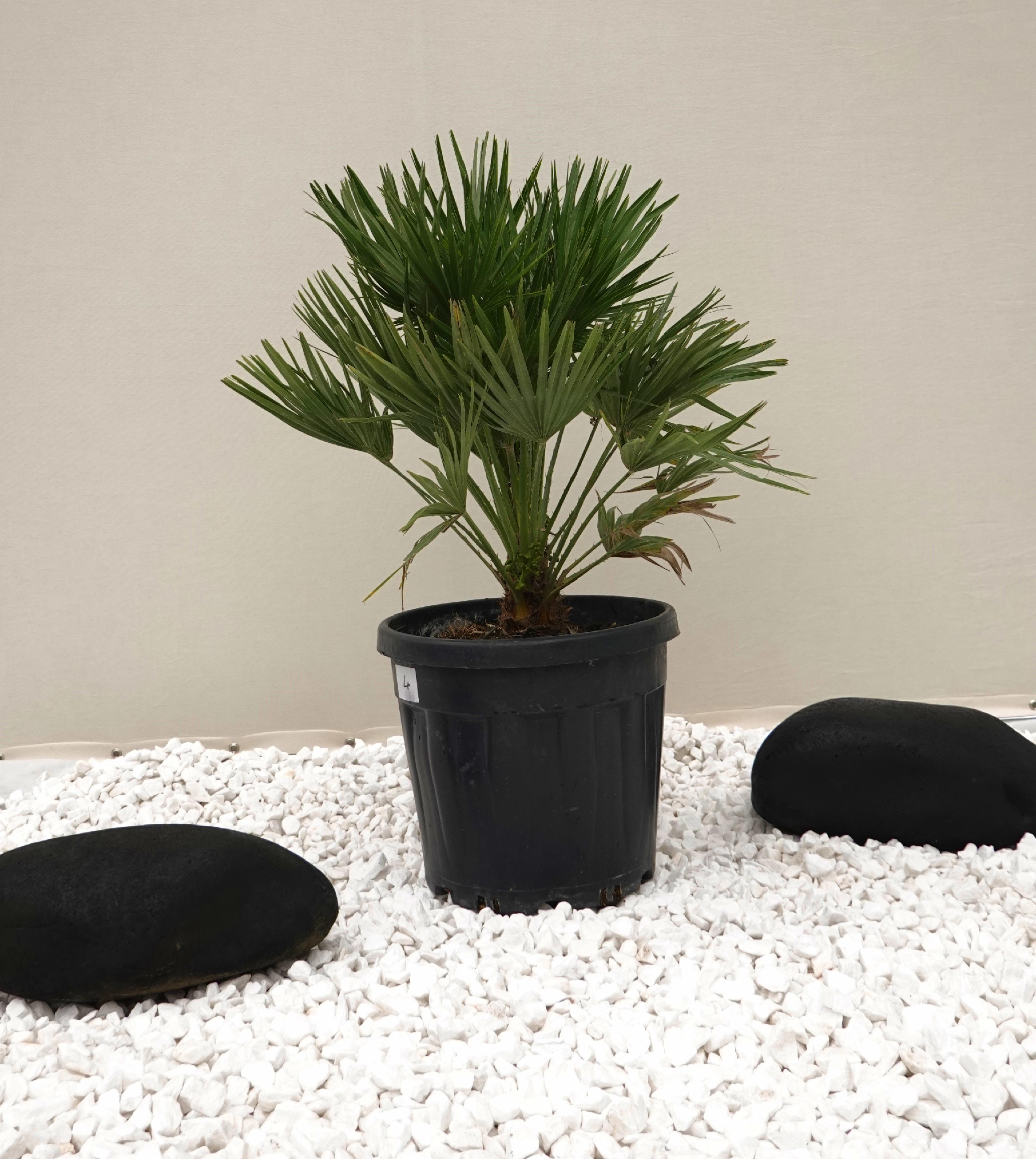 Пальма Хаммеропс Vulcano Chamaerops humilis 90-110 см Пальма Хаммеропс Vulcano Chamaerops humilis 90-110 см