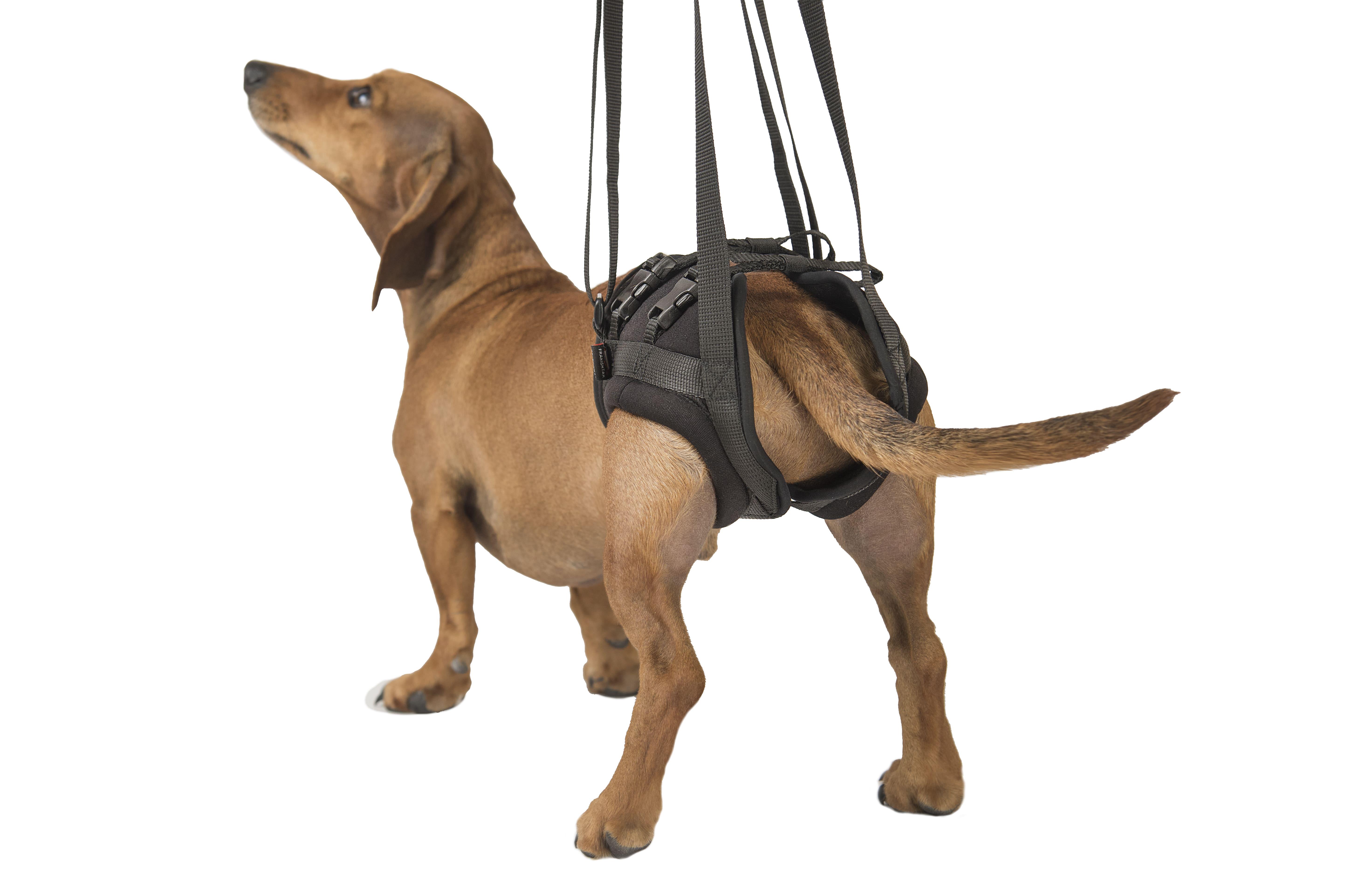 Поддержка для задних лап Frakishtak трусами XS Черный (28414855) - фото 3 Поддержка для задних лап Frakishtak трусами XS Черный (28414855) - фото 3