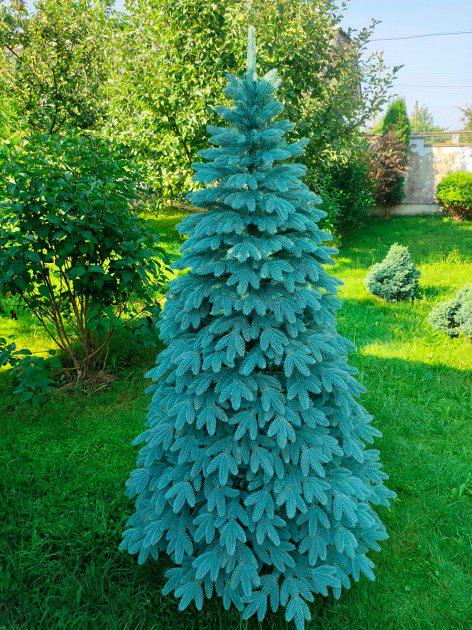 Ялинка штучна лита Швейцарська блакитна пишна 230 см з підставкою в коробці (26313381) - фото 2