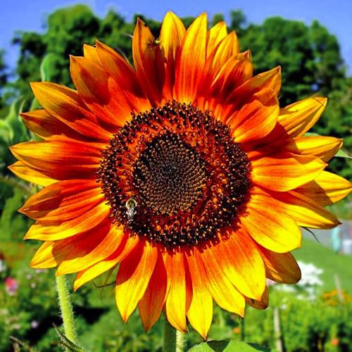 Семена Подсолнечник Florium Красное Солнце (6140) - фото 2 Семена Подсолнечник Florium Красное Солнце (6140) - фото 2