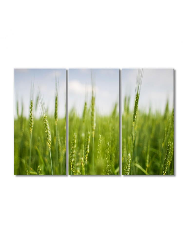 Картина модульная Поле колосков 3 модуля 70x105 см