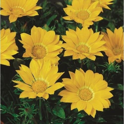 Семена цветов Газания Syngenta Gazoo Clear Yellow 100 шт. (BN01065-3)