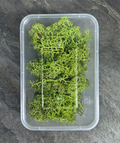 Мох ягель стабилизированный Premium 15 г Светло-зеленый - фото 2