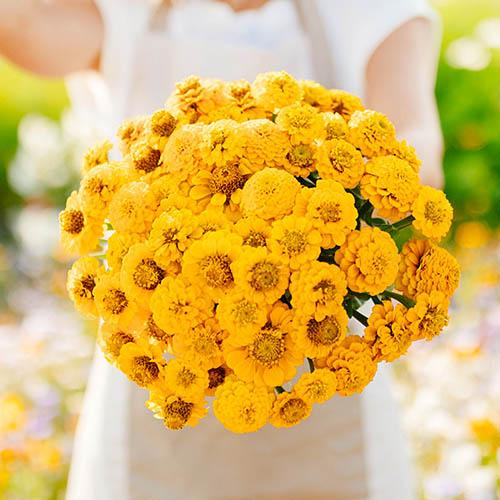 Семена Циния Florium Лилипут Желтая (16016) - фото 2