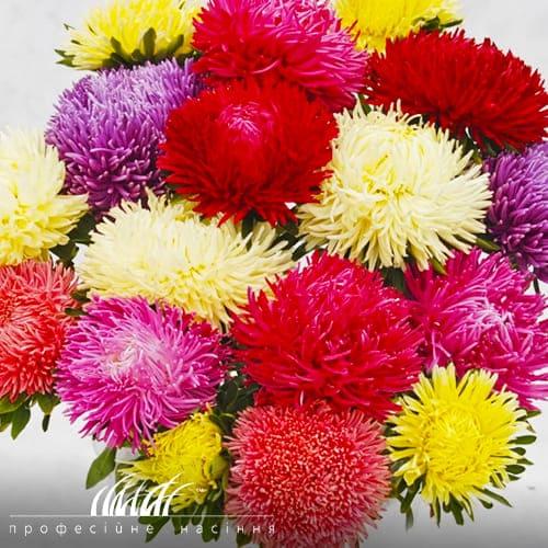 Семена Астра Florium Ювель Смесь (11822) Семена Астра Florium Ювель Смесь (11822)