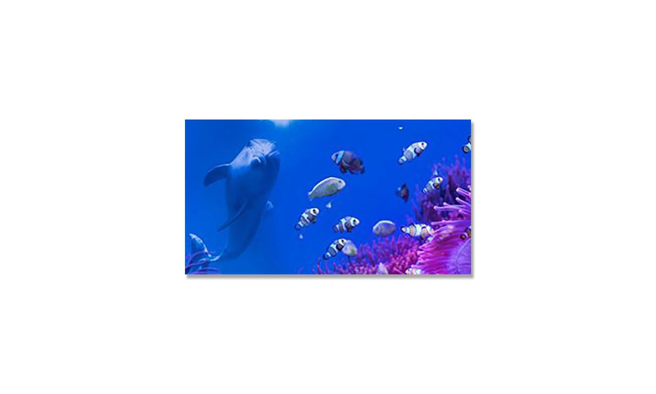 Наклейка виниловая на стол Zatarga Подводный мир/Дельфин 650х1200 мм (1289776279)