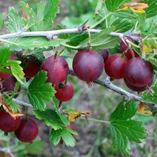 Саженцы крыжовника Командор черенкованный 2-летний (6484)