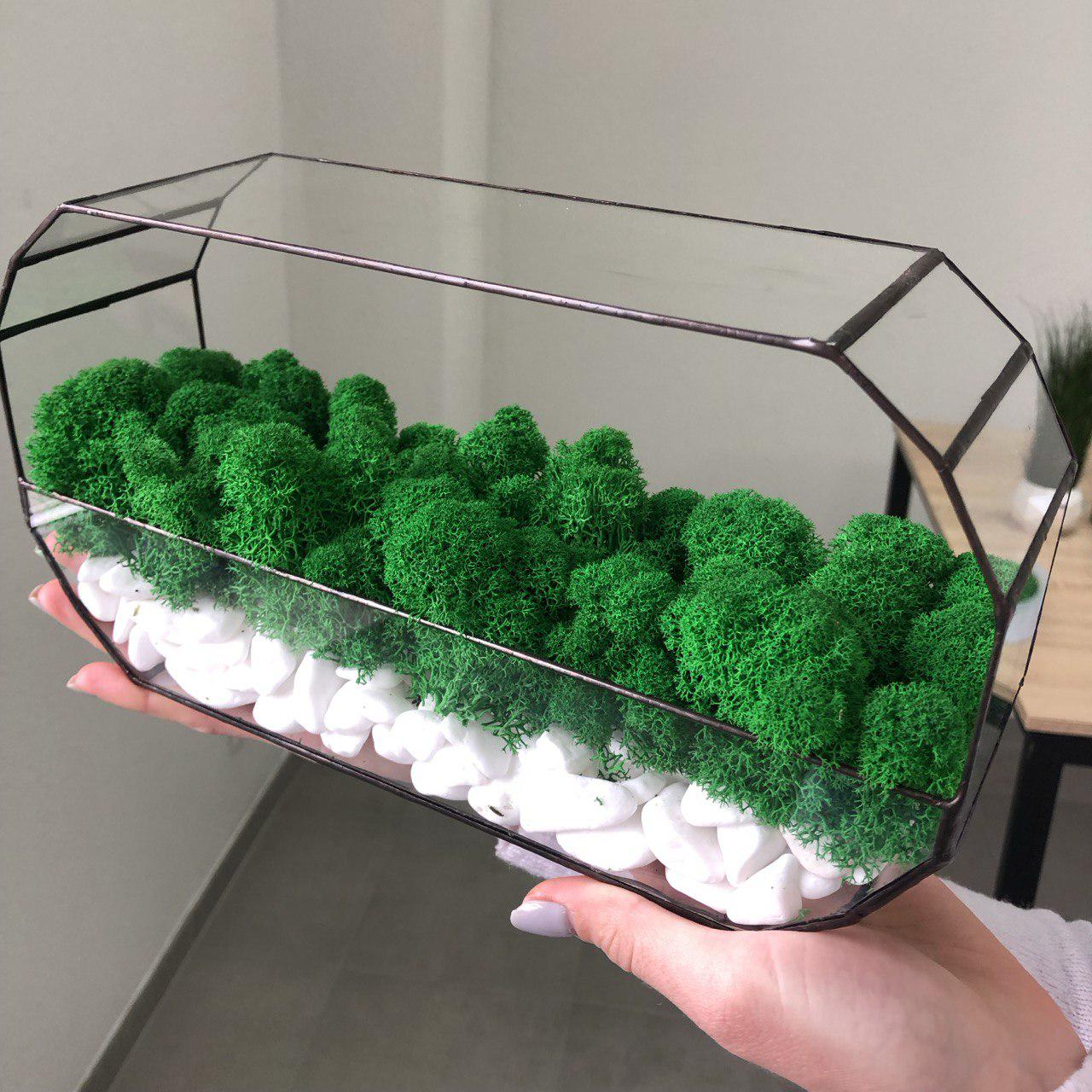 Мосаріум Наутілус із стабілізованим мохом Ягель (1961013697)