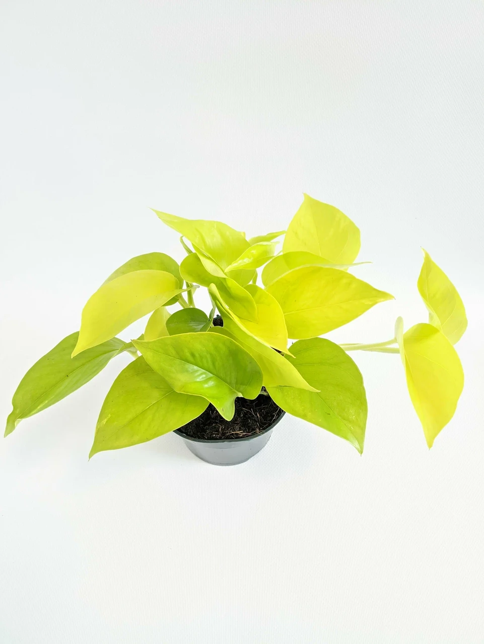 Эпипремнум Неон 12/30 см (2681157977) - фото 2