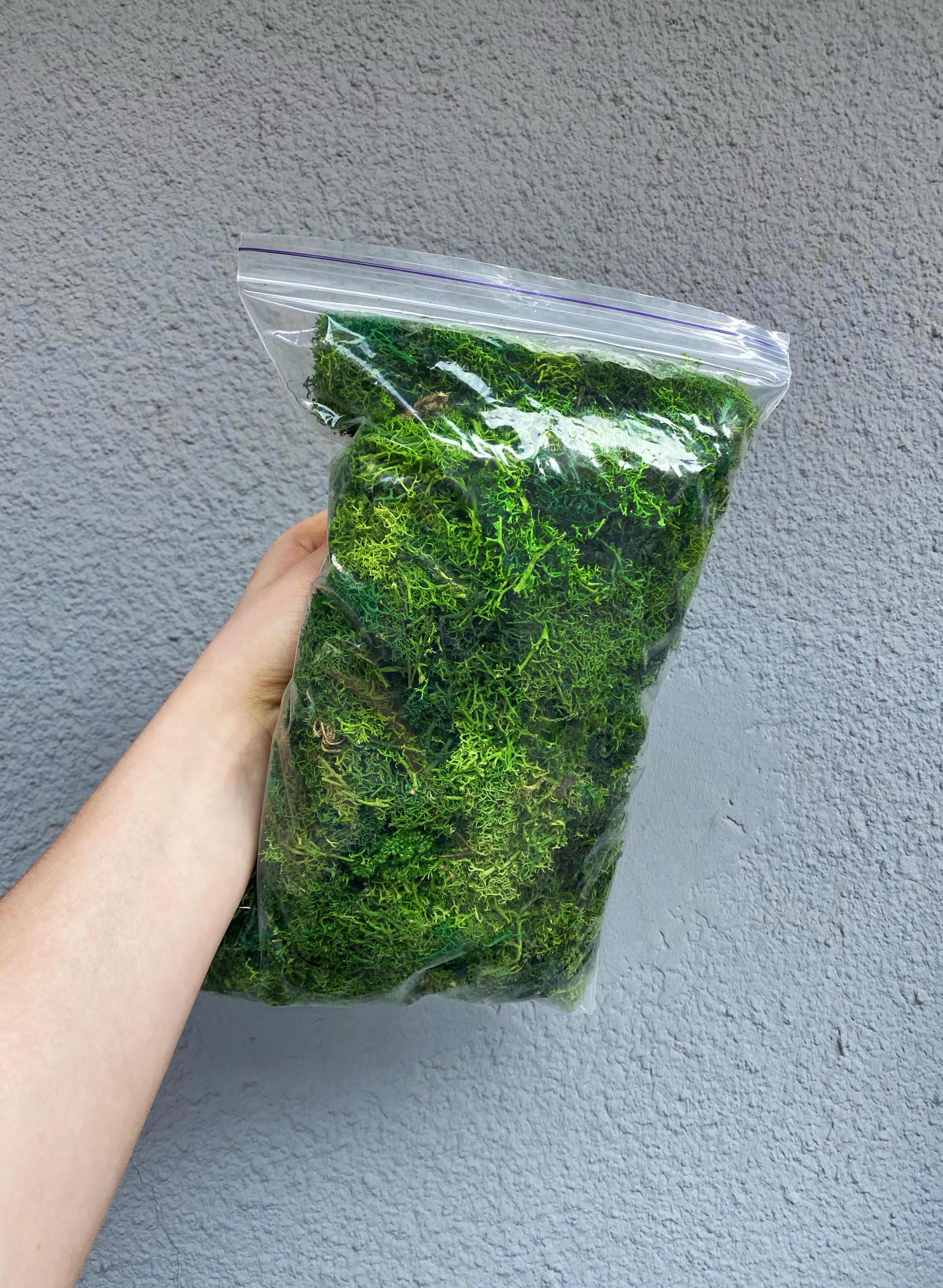 Мох стабілізований без шапочок мікс зелених відтінків 200 г (15928) - фото 2 Мох стабілізований без шапочок мікс зелених відтінків 200 г (15928) - фото 2