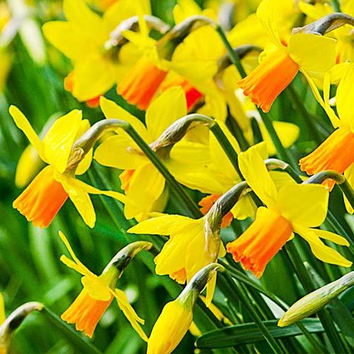 Нарцисс Florium Jetfire (5681) - фото 2