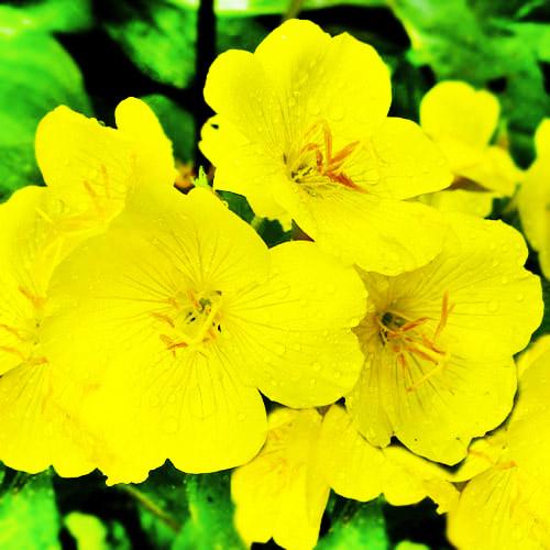 Семена Энотера миссурийcкая Желтая Река Florium