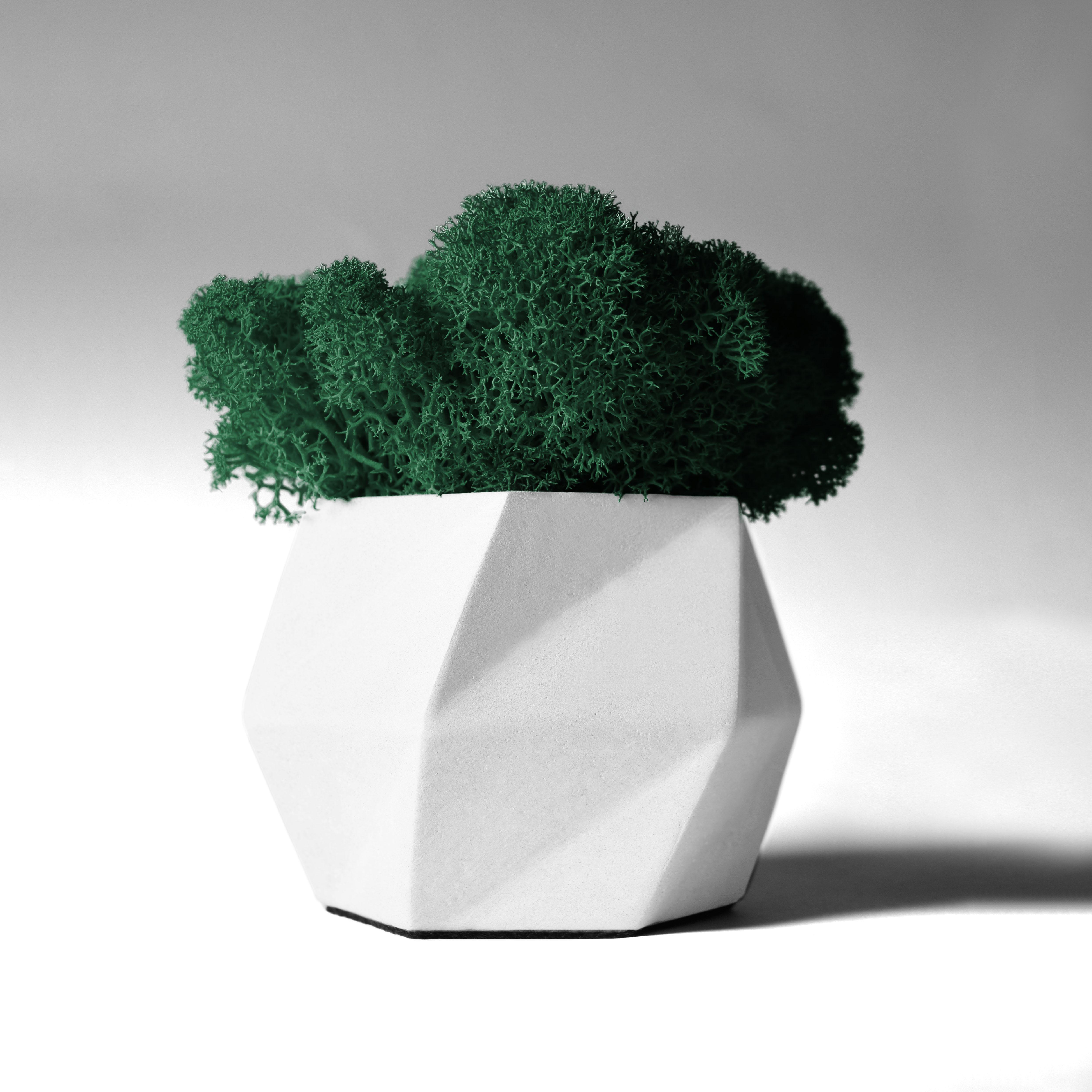 Кашпо Hurricane со стабилизированным мхом 11 см Белый/Зеленый (14076578)