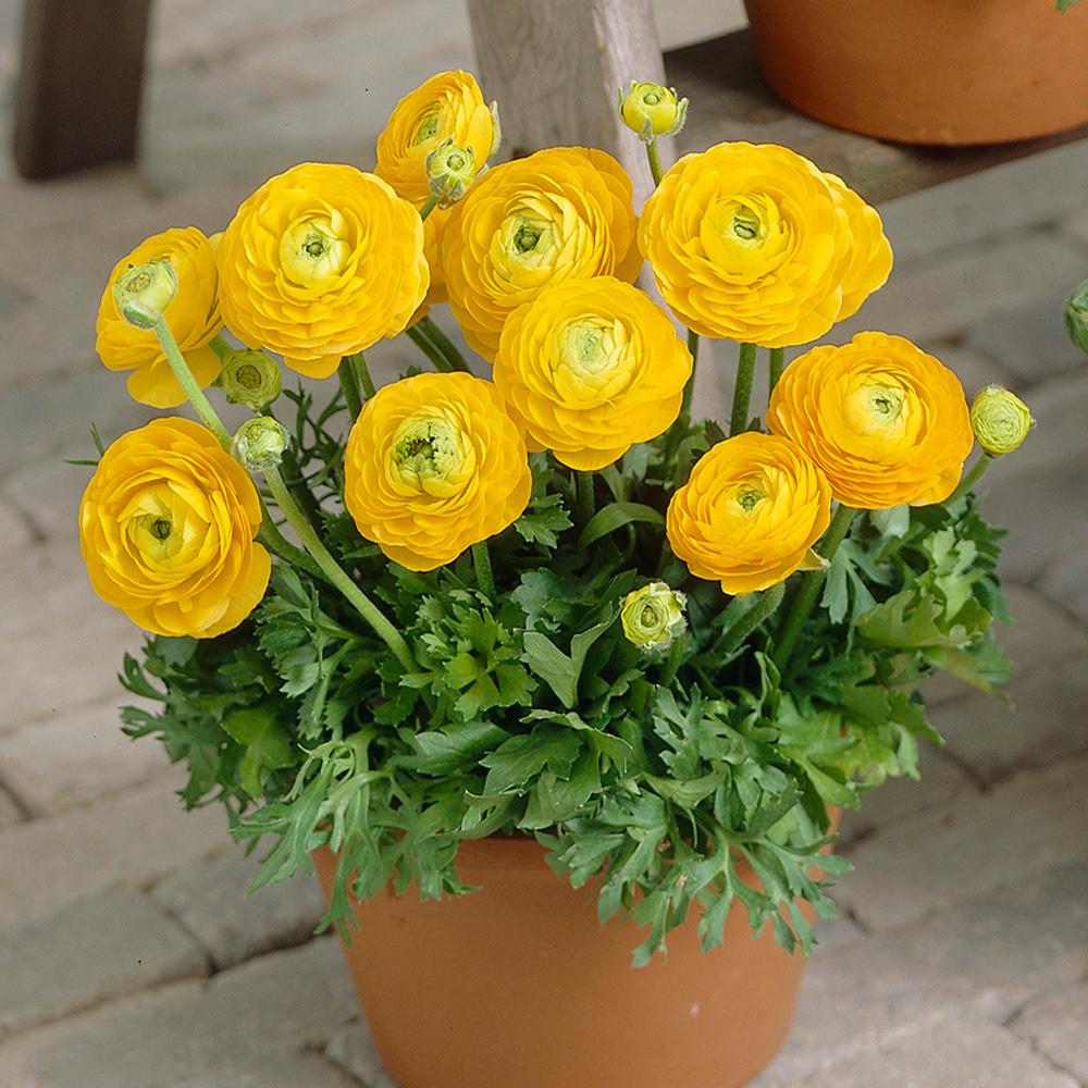 Ранункулюс Томер желтый Tomer Yellow 5 шт. (38297803)