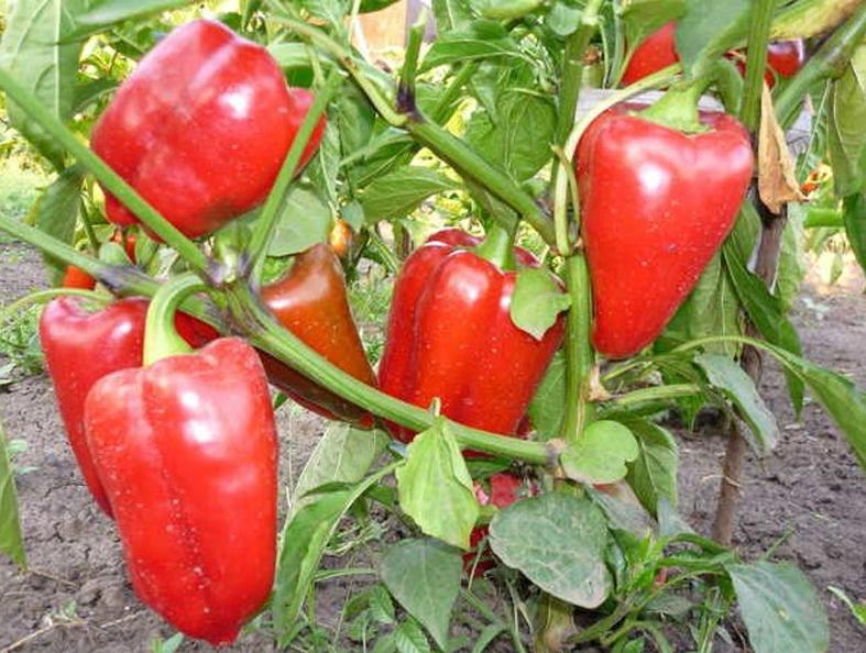 Перец Рубинова 5 пак. (38274396)
